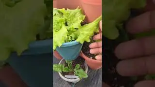 Quick tips when growing in stackable planters - for beginners