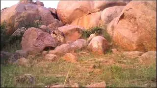 the life of the Indian Wolf