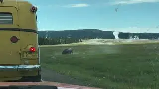 Crazy Buffalo Attacks car
