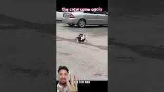 A crow provoked cats but the dog stopped them #animals #wildlife #shorts #ytshorts #viralvideo