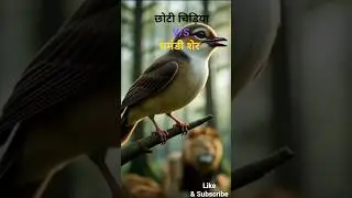 घमंडी शेर और नन्ही चिड़िया |🦁🐦#viral #shorts #birds #lion #ai