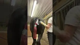 Breeding Margje AI with fresh semen