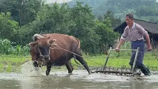 Most primitive farming method in rural China|How Chinese farmer plant rice?#rurallife