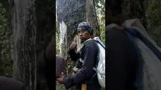 Cara pengambilan getah damar