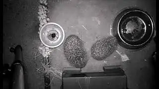 Hedgehog Street: A busy night