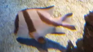 Emperor Red Snapper (Lutjanus sebae)