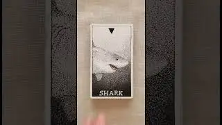The Wild Unknown Animal Spirit Flip Through