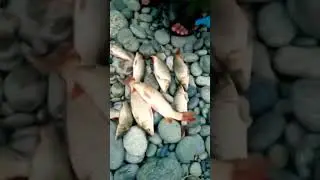 #Fishing in #indus #river #picnic #travel #party