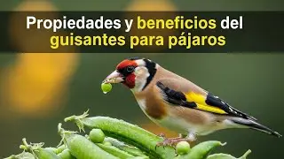 Beneficios del Guisante para Pájaros 2.0 #chardonneret #goldfinch #الحسون #saka
