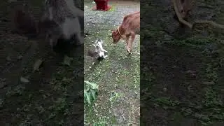 Shivani playing with her new home pet cat. They are good friends now🥰😍🤩🤗😇
