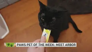PAWS Chicago Pet of the Week: Arbor