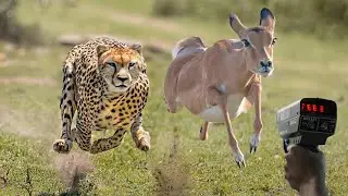 Top 10 Fastest Animals in the World (With Top Speed)