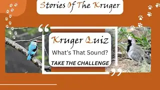 Can You Identify This Kruger Bird Call? | Bird Sound Quiz #1 Identification | What Bird Is Calling?