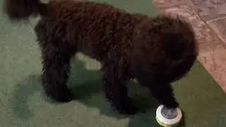 Ferntrainer 2