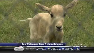 Salina zoo welcomes rare twin antelopes