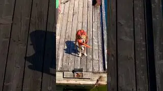 It&rsquo;s All About Me 🐕 #doglife #beachtherapy #exercise #fetch #pacificocean #sweetie #shorts