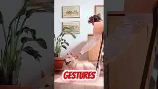 Dog Facts You Probably Didn&rsquo;t Know #shortvideo