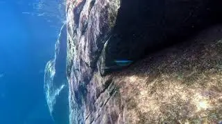 Swimming With Cichlids - Lamprichthys tanganicanus at Kala