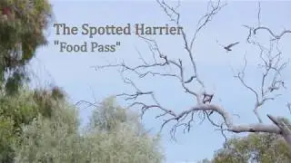 Spotted Harrier Food Pass