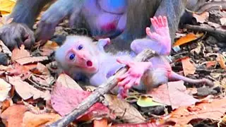 Not Ready Yet, But Trying — Mama ROZA Watches Baby’s First Steps 🐒.