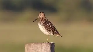 Wilson's Snipe
