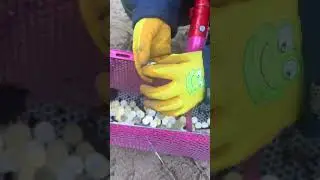 Нашла кубик в воде и он нагод #Shorts #YouTubeShorts #Viral #CleanBeach #EcoAction #treasuresearch