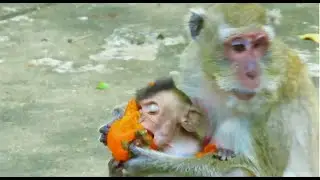 Poor Pitiful Hungry Blind Vigo Really Hungry That She Really Eager To Grab Food From Mom Vigas