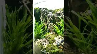 New Age Buddha Moss Terrarium (Path to Enlightenment) #mossterrarium #terrarium #terrariumart