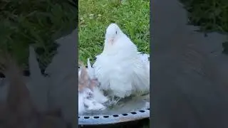 Indian Fantail Pigeons. Friends. Birds.