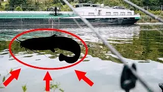 DIESEN SPOT findest du an JEDEM FLUSS | ERFOLGREICH füttern und FANGEN