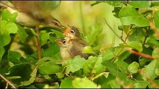 Myna Birds TAKE REVENGE on Great Sparrows!#birds  #wildlife #nature
