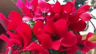 &hearts;️💕My new beautiful red Cyclamen flowering houseplant💕&hearts;️