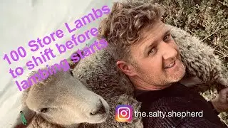 100 STORE LAMBS TO SHIFT BEFORE LAMBING