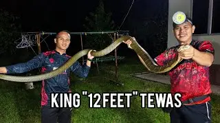 BIAWAK VS KING COBRA