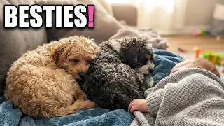 Cavapoo Puppies & Baby's Nap