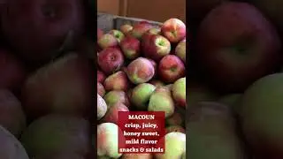 8 Apple Varieties in 16 Seconds 🍎 | Fall Apple Guide