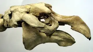 Stellers Sea Cow
