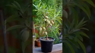 Easily grow almond plant at home in just 15 days #almond #farming #shorts