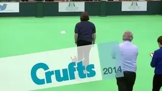 Inter-Regional Obedience - Novice Class - Part 2 | Crufts 2014
