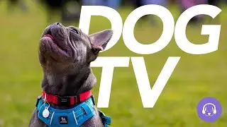 TV FOR DOGS - Interactive DOG TV | 10 Hours of 4K Entertainment