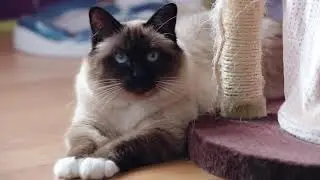 Feliway | Classic Spray