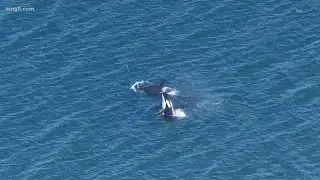 Boaters caught on camera harassing pod of orcas