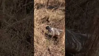 Quail Hunting