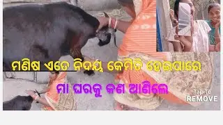 ମଣିଷ ଏତେ ନିଦୟ କେମିତି ହେଇପାରେ ମଣିଷ କ ରାଗ ପସୁ ଉପରେ 🙏😭gitarani family 💯💯 viral video 🙏🙏