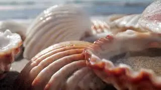 Top-10 places to visit in Shell Beach for travelers