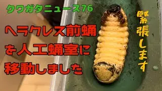 クワガタニュース76〜これでいいのか⁈ヘラクレス前蛹と人工蛹室移動【Dynastes hercules】#カブトムシ