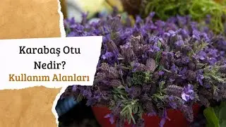 Karabaş Otu Faydaları Nelerdir?🌿
