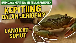 Budidaya Kepiting Sistem Apartemen! 🦀 (Jerigen Bekas)