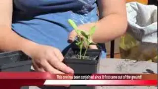 Transplanting Some of My Lemon Trees
