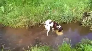 Treat search on a dog walk